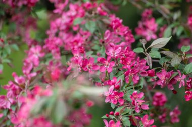 Elma ağacı çiçeği, yeşil yapraklı dalda taze pembe çiçekler. Elma ağacı baharı narin pembe çiçekler bahçeye yakın planda bulanık arka planla çiçek açar.