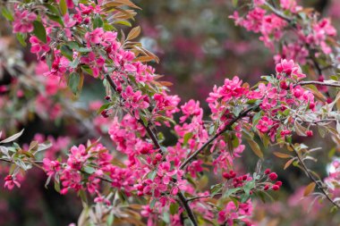 Pembe elma ağacı çiçeği, dalda güzel çiçekler. Elma ağacı baharı narin, canlı, pembe çiçekler bahçede açarlar, arka planda bulanıklık vardır.