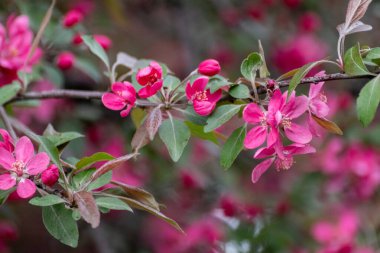 Pembe elma ağacı çiçeği, dalda taze çiçekler. Elma ağacı baharı narin pembe çiçekler bahçeye yakın planda bulanık arka planla çiçek açar.