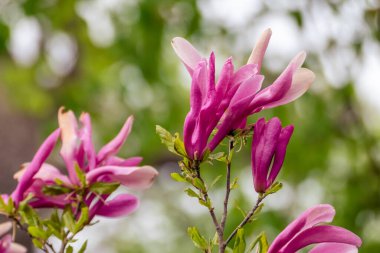 Bulanık arka planda yeşil yapraklı Magnolia canlı pembe çiçek dalı. Baharda büyük çiçekler, doğa fotoğrafçılığı.