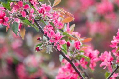 Pembe elma ağacı çiçeği, dalda büyük çiçekler. Elma ağacı baharı narin pembe çiçekler bahçeye yakın planda bulanık arka planla çiçek açar.