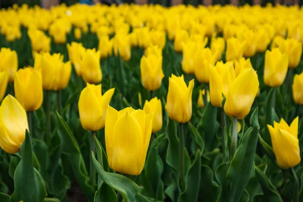 Yellow Tulips Green Leaves Flowers Field Close Blurred Background Spring — Foto Stock
