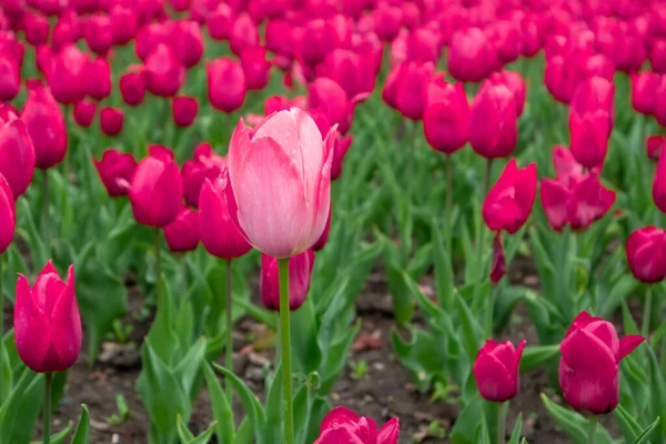Pink tulip flower on purple tulips field, flower bed close-up, spring bloom with blurred background. Romantic fresh meadow foliage