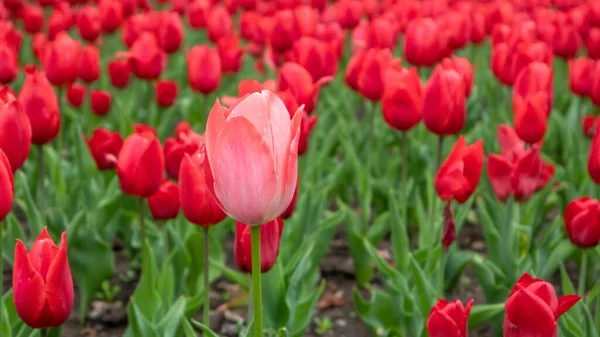 Pink tulip flower on red tulips field, flower bed close-up, spring bloom with blurred background. Romantic fresh meadow foliage
