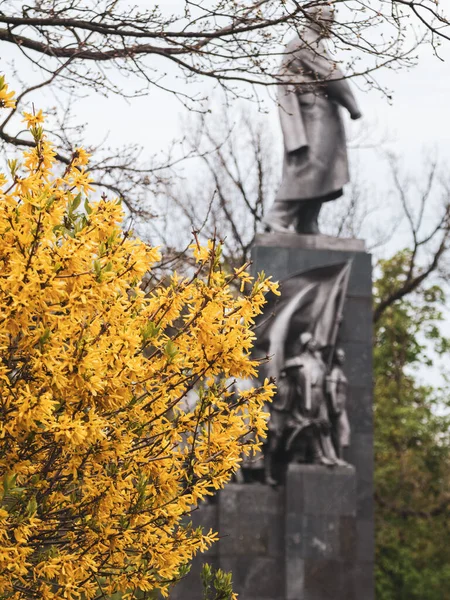 Forsythia Κίτρινες Καμπάνες Θάμνος Ανθίσει Κοντά Taras Shevchenko Μνημείο Στο — Φωτογραφία Αρχείου