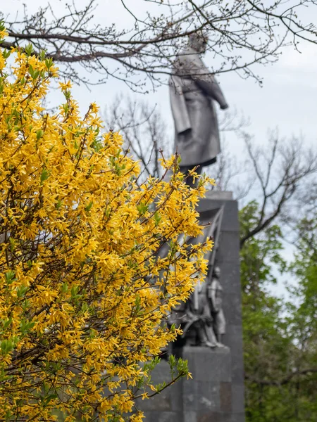 Forsythia Κίτρινες Καμπάνες Θάμνος Ανθίσει Κοντά Θολή Taras Shevchenko Μνημείο — Φωτογραφία Αρχείου