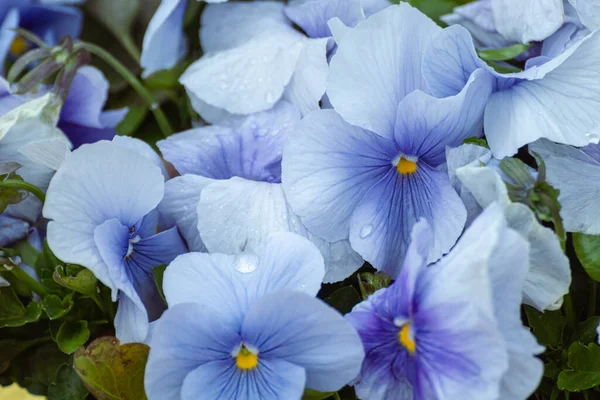 Blue Viola Cornuta Pansies Flowers Tender Petals Close Floral Background — 图库照片