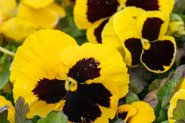 Yellow and black Viola Cornuta pansies flowers with tender petals close-up, floral background with blooming heartsease pansy flowers