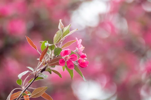 Pink apple tree blossom, big flowers on branch with green leaves. Apple tree spring delicate vibrant pink flowers bloom in garden close-up with blurred background