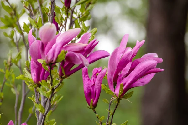 Magnolia Pink Flowers Branch Green Leaves Close Blurred Background Big — Stockfoto