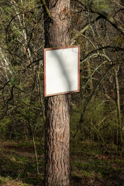 Белая Вывеска Стволе Сосны Солнечном Весеннем Лесу Шаблон Дереве Лесу — стоковое фото