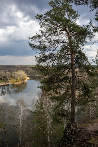 Pine Tree Growing Cliff Siverskyi Donets River Sunny Spring Cossack — Stockfoto