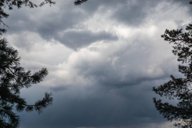 Pine trees branches dark silhouette on epic cloudy gray sky background. Stormy weather in evergreen forest