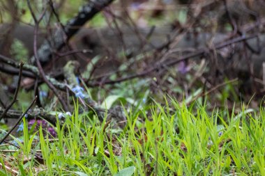Green vivid grass leaves close-up in spring forest. Selective focus, blurred background with vibrant greenery