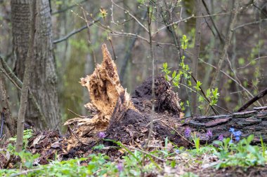 Fallen rotten brown old tree log in spring forest surrounded with flowers and young greenery. Climate change, ecosystem problems