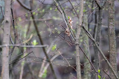 Spring small green buds on bare branches close-up in forest. Sunny nature, young tree awakening