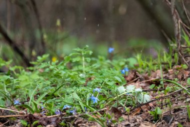 Blooming pretty green lawn of blue Scilla bifolia (alpine squill, two-leaf squill) in rain drops close-up. Spring flowers blossom in wild forest with background blur