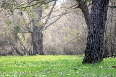 Sunny green grass lawn with flowers, meadow close-up in spring forest. Blurred trees background with vibrant greenery foliage