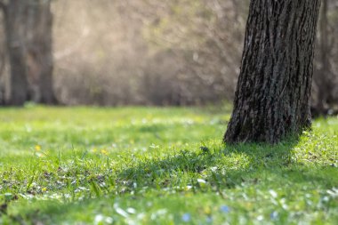 Green vibrant grass with flowers, meadow close-up in spring sunny forest. Blurred trees background with vibrant greenery foliage