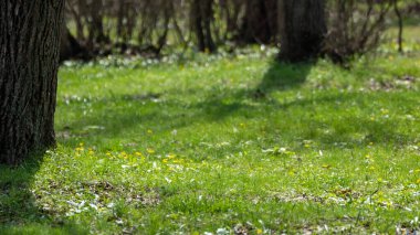 Green grass with yellow flowers, meadow close-up in spring forest. Selective focus, blurred trees background with vibrant greenery foliage