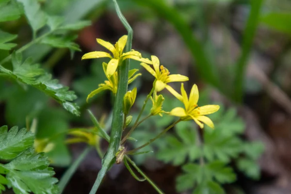 Yellow Small Spring Flowers Bloom Blurred Background Nature Greenery Close — Stock Photo, Image