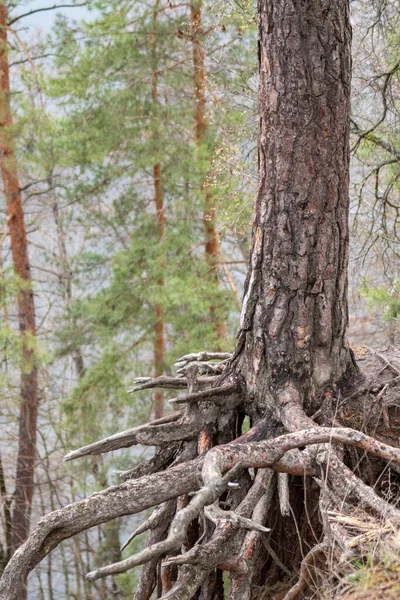 Pine Tree Trunk Big Roots Growing Hill Edge Evergreen Forest — Stockfoto