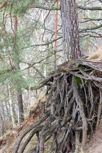 Pine Tree Gorgeous Roots Growing Hill Edge Spring Wild Forest — Stockfoto