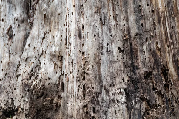 Tree Trunk Damaged Eaten Borer Insects Close View Tree Holes — Stockfoto