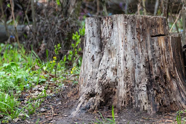 Cut Rotten Old Tree Stump Close Spring Forest Surrounded Flowers — Photo