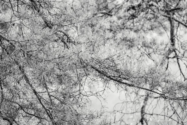 Grayscale Pine Tree Branch Spring Evergreen Wild Forest Blurred Background — Photo