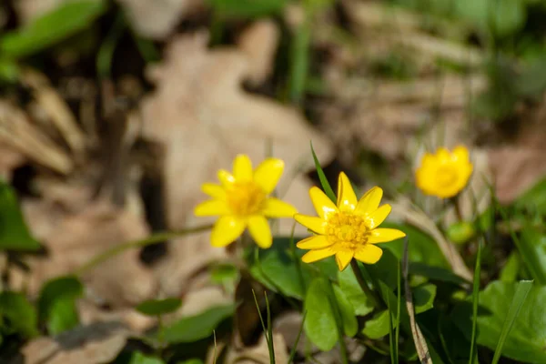 Yellow Lesser Celandine Ficaria Verna Spring Flowers Close Nature Blossom — Fotografia de Stock