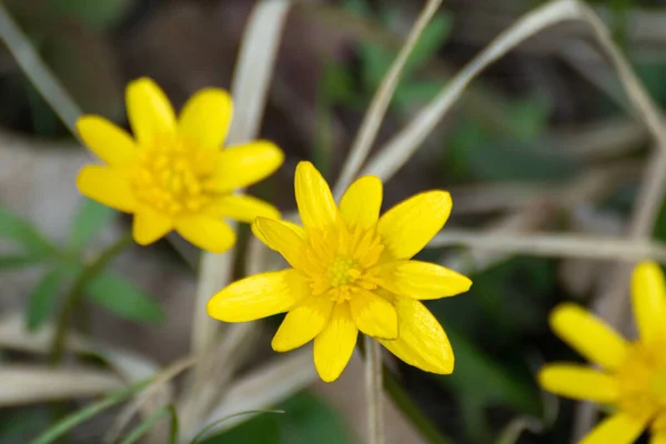 Жовті Менш Целандські Весняні Квіти Зблизька Квіти Природи Розмитим Фоном — стокове фото