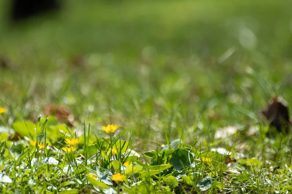 Yellow Lesser celandine flowers on green grass meadow, close-up in spring forest. Selective focus, blurred background with vibrant greenery foliage