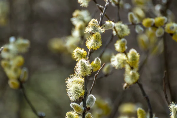 Branches Fluffy Blooming Buds Close Spring Sunny Day Willow Catkins — 스톡 사진