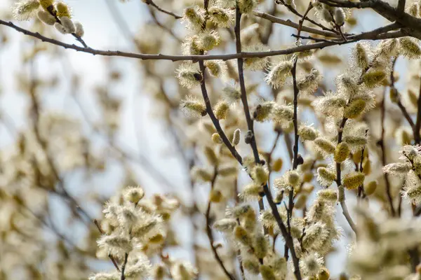 Tender Branches Fluffy Buds Close Spring Sunny Day Willow Catkins — Stok fotoğraf