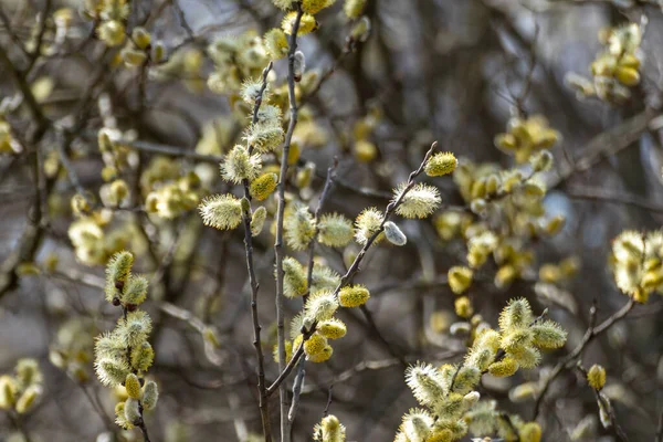 Blossoming Branches Fluffy Yellow Buds Close Spring Sunny Day Willow — 图库照片