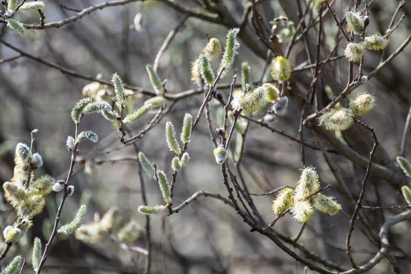 Blossoming Branches Fluffy White Buds Close Spring Day Willow Catkins — Stock fotografie