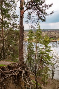 Pine tree growing on hill edge with gorgeous roots and green branches. Cossack mountain on Siverskyi Donets River in Ukraine