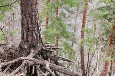 Pine tree trunk with big roots growing on hill edge in evergreen forest. Wild woodland scenery