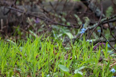 Green vivid grass meadow close-up in spring forest. Selective focus, blurred background with vibrant greenery