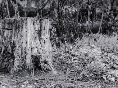 Cut down rotten old tree stump close-up in spring forest. Climate change, ecosystem problems. Grayscale
