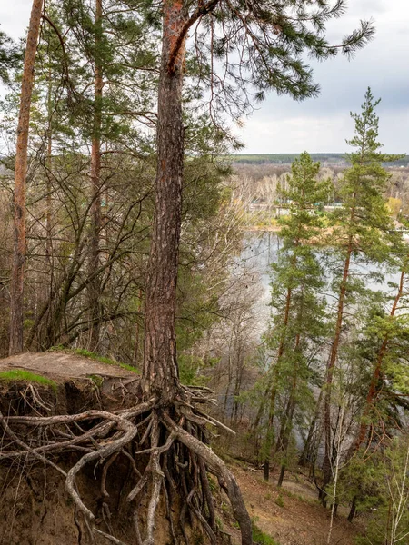 Pine Tree Gorgeous Roots Green Branches Grow Edge River Bank — Stockfoto