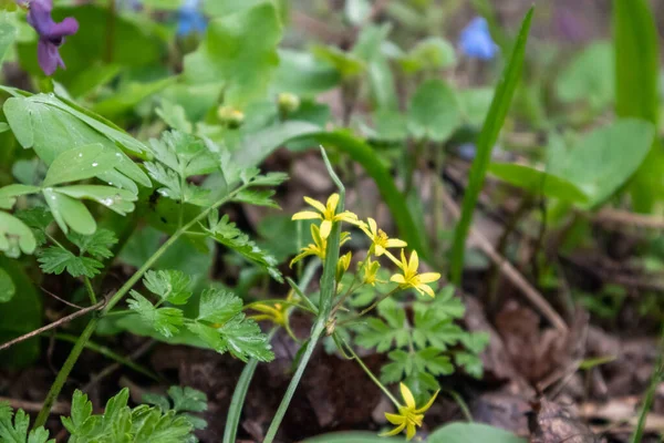 Желтые Маленькие Дикие Весенние Цветы Цветут Зеленые Насаждения Диком Лесу — стоковое фото