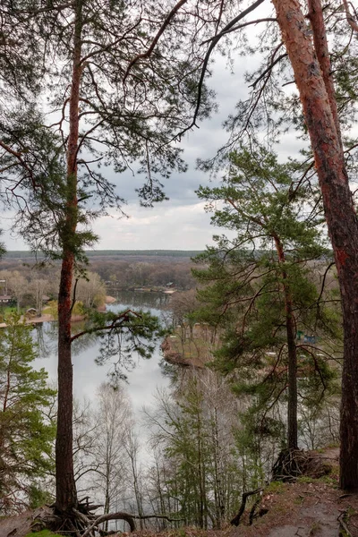 Spring Scenery Riverside Pine Trees Forest Cossack Mountain Korobovy Hutora — Stockfoto