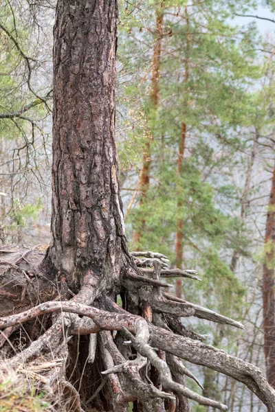 Стовбур Соснового Дерева Великими Коренями Ростуть Пагорбі Вічнозеленому Лісі Дикі — стокове фото