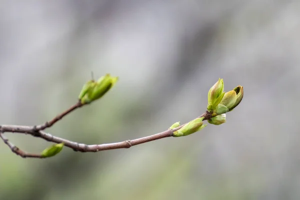 Young Tree Branch Buds Close Sunny Spring Day Blurred Background — Stok fotoğraf