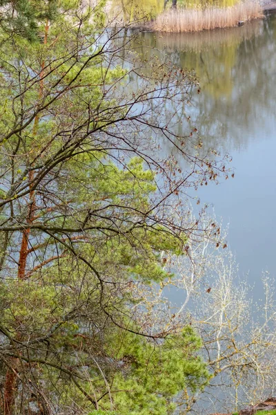 Green Pine Tree Branches Water Mirror Background Spring Forest Wild —  Fotos de Stock