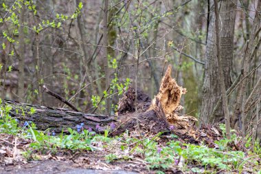 Fallen rotten old tree log in spring forest surrounded with flowers and young greenery. Climate change, ecosystem problems
