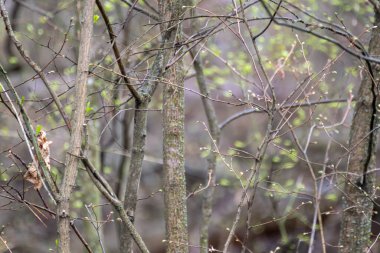 Spring green buds on bare branches close-up in forest. Sunny nature, young tree awakening