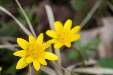 Yellow Lesser celandine, Ficaria verna spring flowers blooming close-up. Nature blossom on blurred background